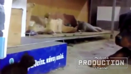 Dogs scared of cats - Funny dog & cat Compilation