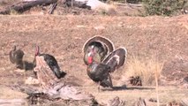 Hunting With the Ultimate Turkey Gun