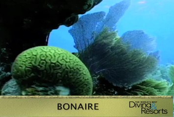 World's Best Diving & Resorts: Bonaire