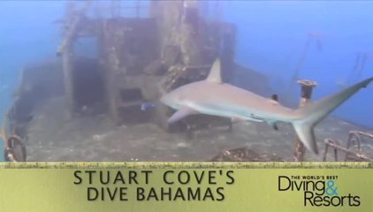 Top 3 reasons to visit Stuart Cove's