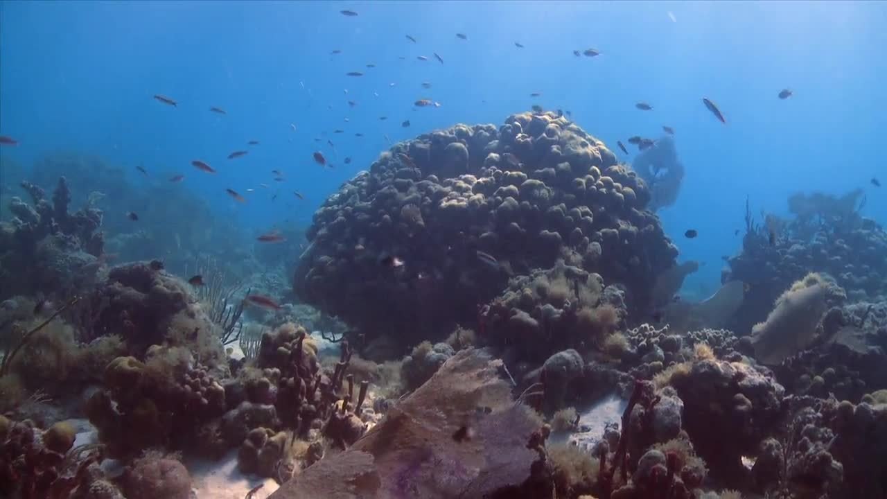 Diving