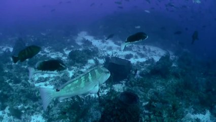 Grouper spawning, Little Cayman