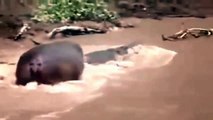 Hippo Vs Cocodrilo Hipopótamos Matan Cocodrilos EXCLUSIVO !!!!!! - 2016