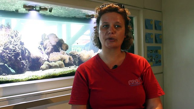 Ile Maurice: les coraux menacés par le réchauffement climatique