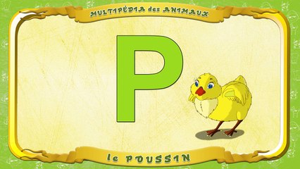 Multipédia des animaux. La lettre P le Poussin