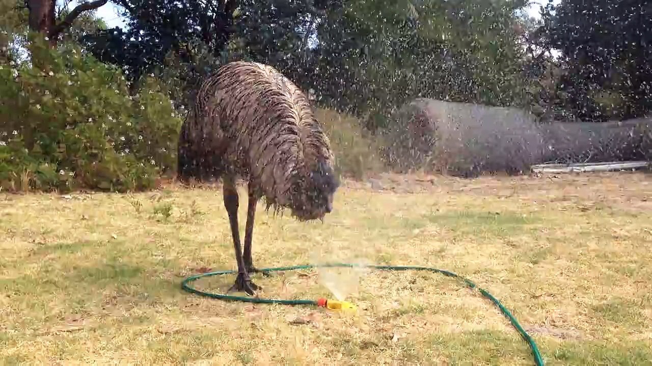 Blacky The Emu!