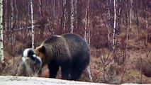 Animals Bear(Russian Bear) vs Dog || Funny bear