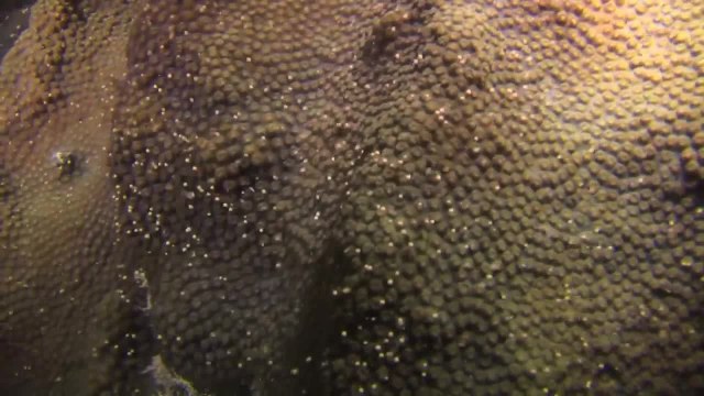 Florida Keys Coral Spawn