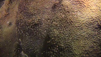 Florida Keys Coral Spawn