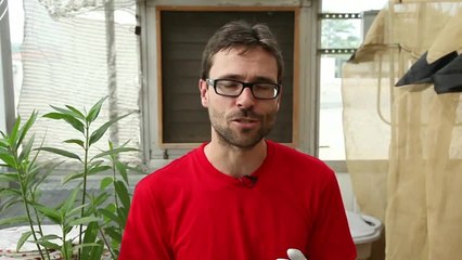 The Butterfly Pharmacist