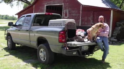 Here, Heel, Sit and Down