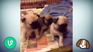 Top Dogs Funny Vines Compilation - Cute Puppies Dogs Playing 2015 Best Videos