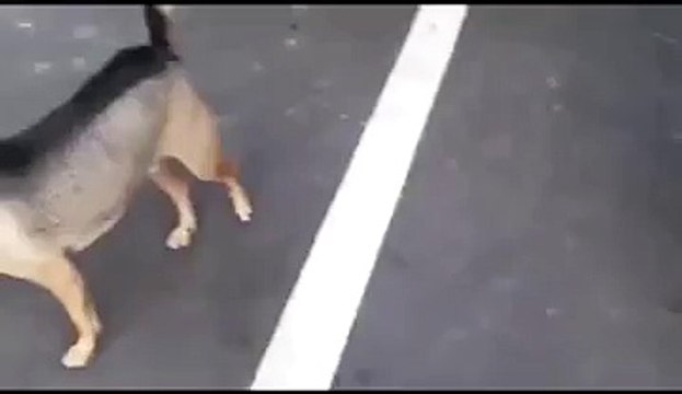 Motora böyle binen bir köpeği daha görmediniz. Yok Böyle Bir