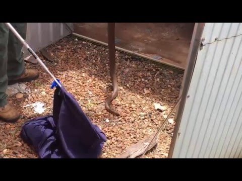 Snake Catcher Removes Large Eastern Brown From Garden Shed