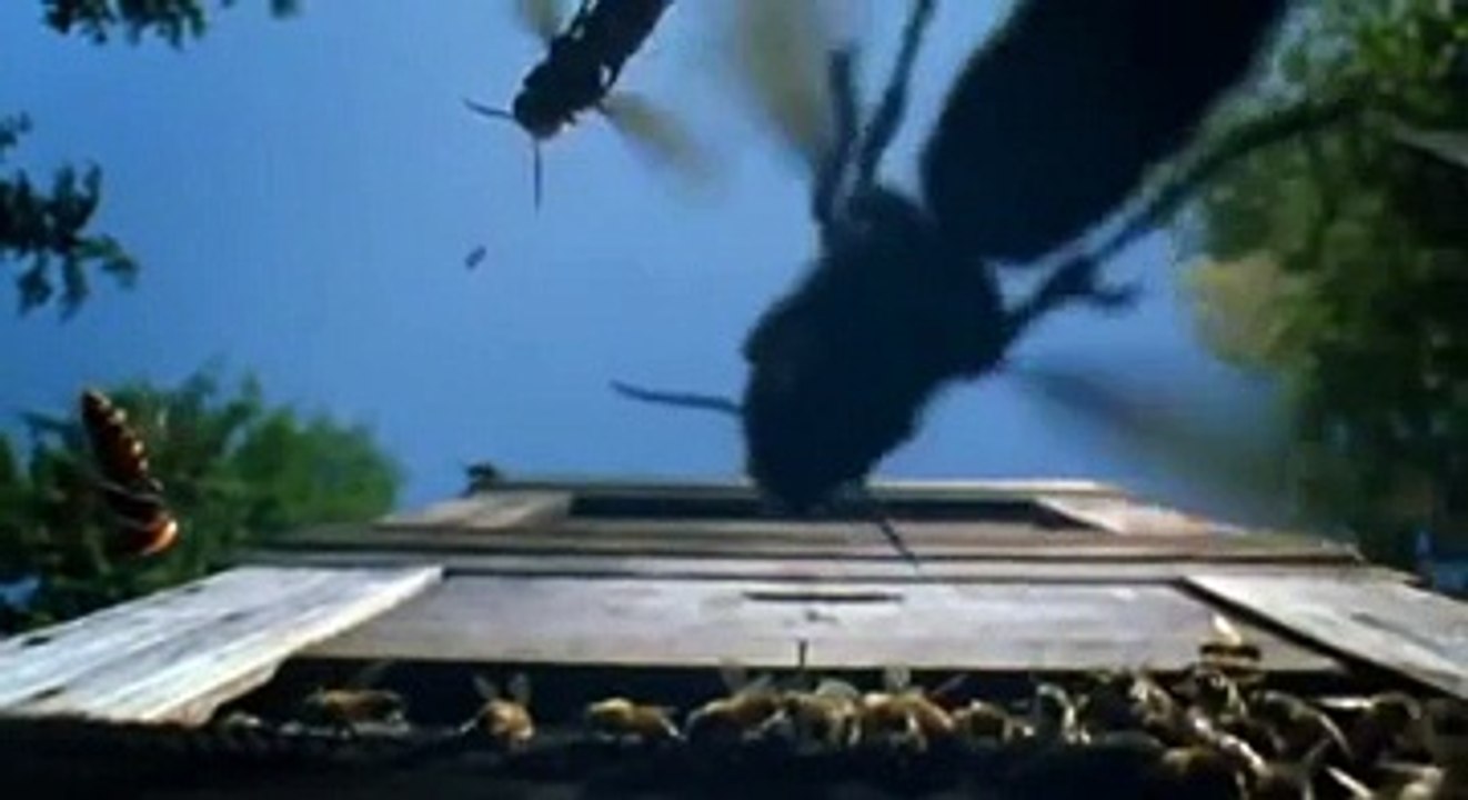 30 Japon Eşek Arısı İle 30.000 Bal Arısının Savaşı Yok Böyle