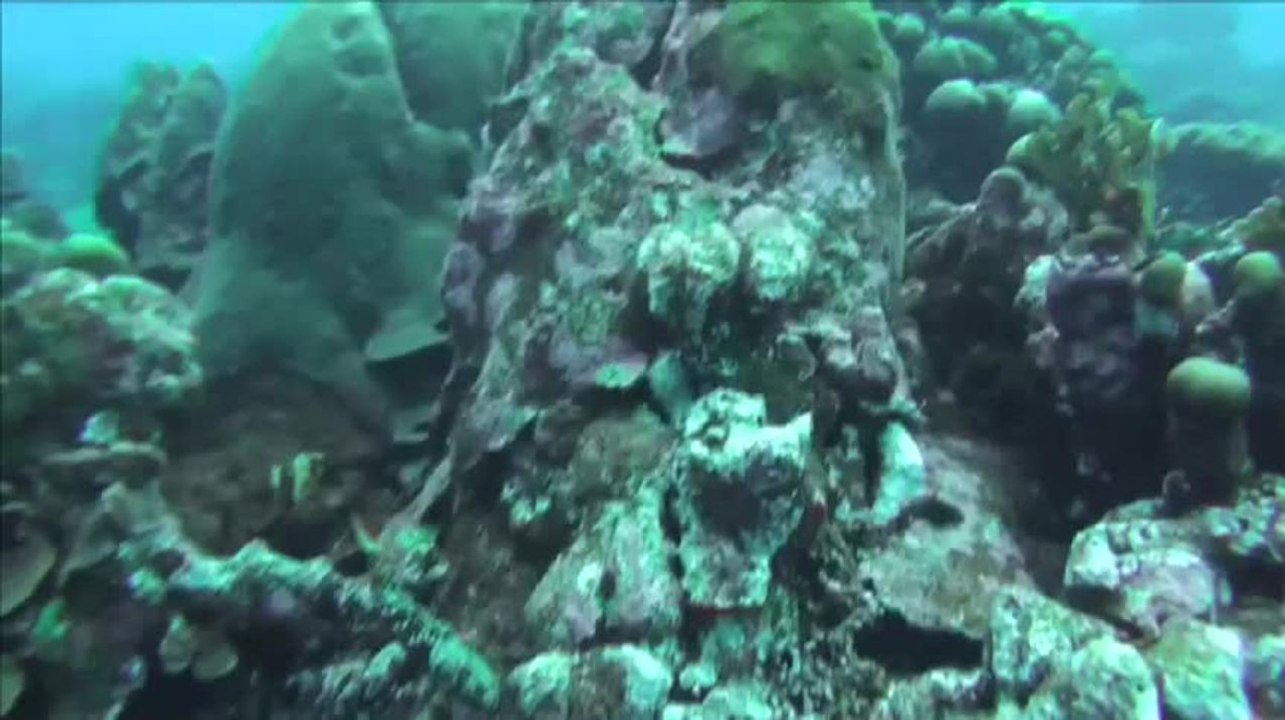 Marine Census