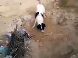Anne Köpek Ölen Yavrusunu Toprağa Gömüyor! Yok Böyle Bir Şey