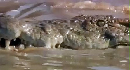 Aslan ve Timsahın Karşılaşması! Yok Böyle Bir Şey