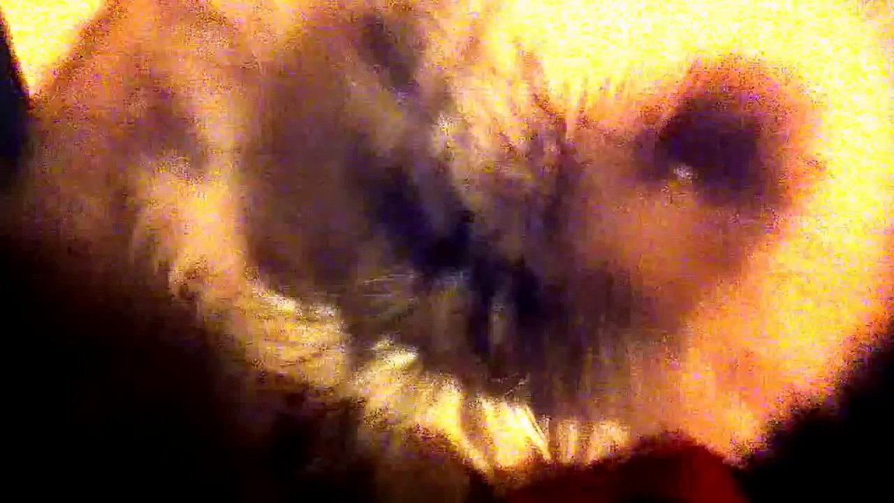 How to wake your cat up