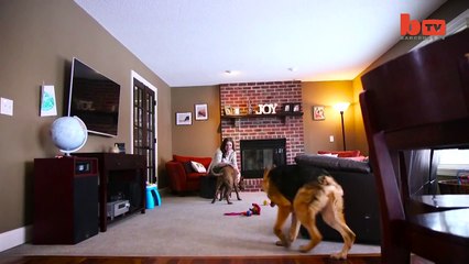 Quasi The Hunchback Hound