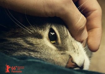 Kater-Tomcat (2016) Full Movie HD-1080p