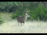 Whitetail Scrape