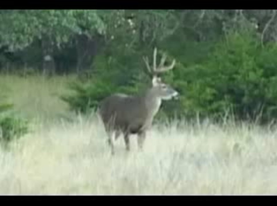 Whitetail Scrape