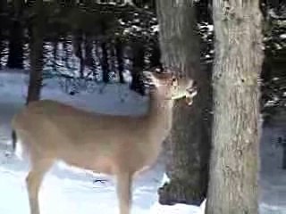 Deer at a Squirrel Feeder