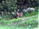 Is This The World Record Typical Whitetail?