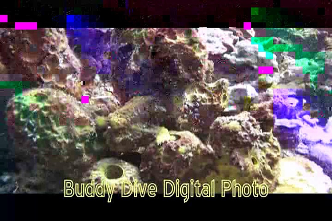 Bonaireâs Frogfish