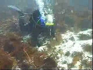 In Search of Sea Dragons