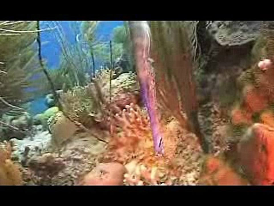 Diving the British Virgin Islands