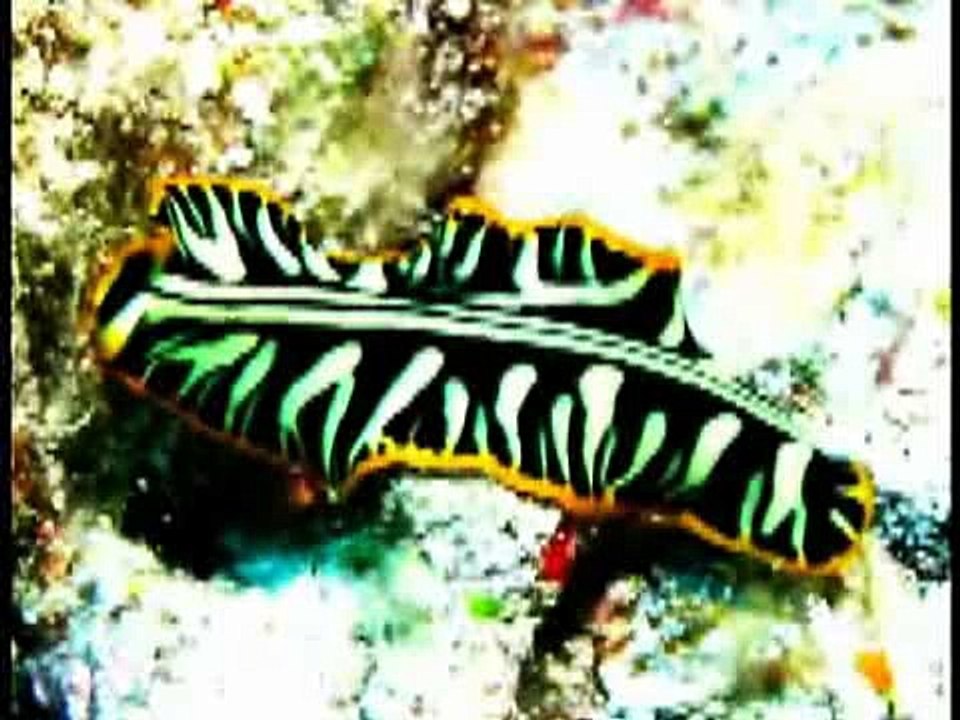 KC 06 Second Place: David Husted