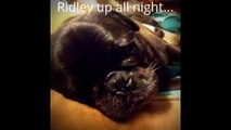Pug Vine Compilation featuring Ridley and Lizzie