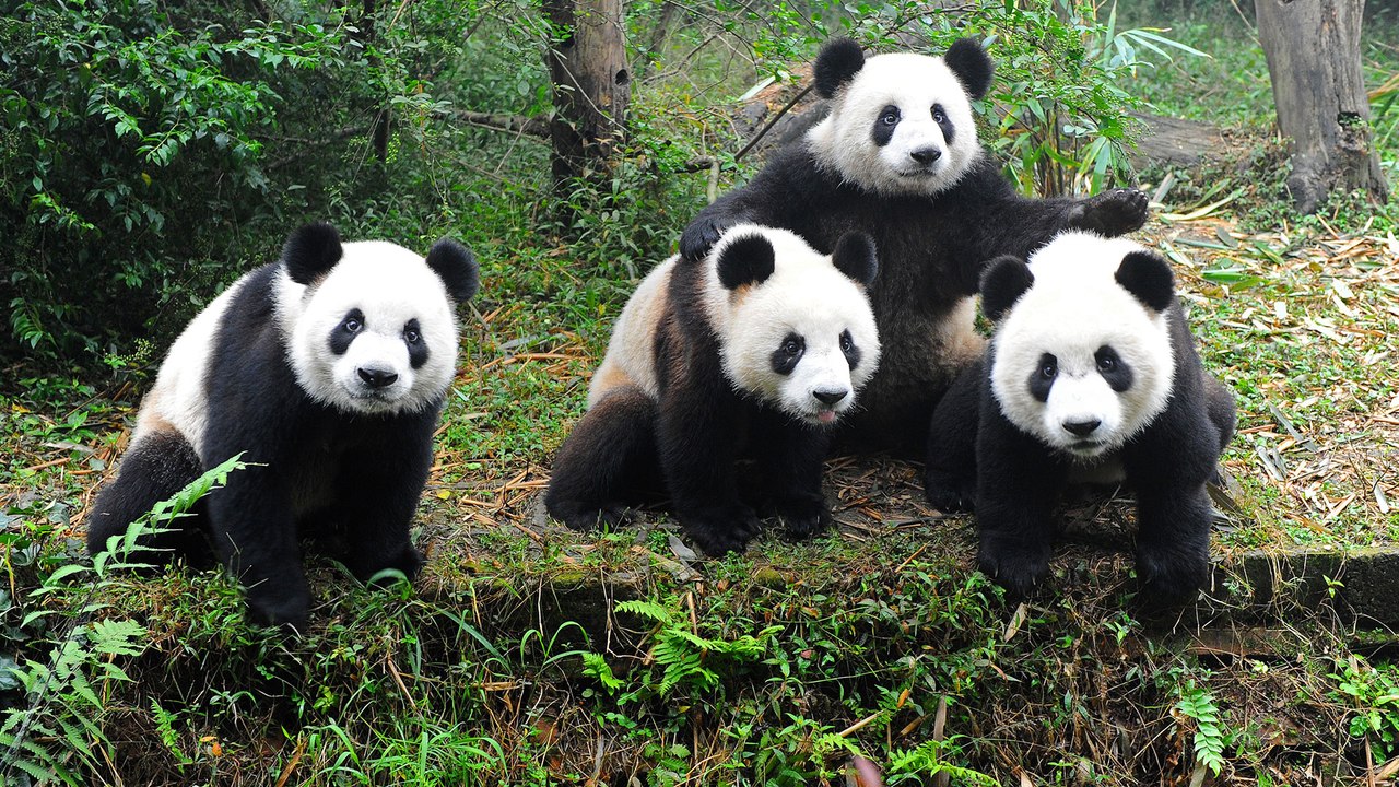 belgesel - PANDA YUVASI