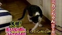 cat food
