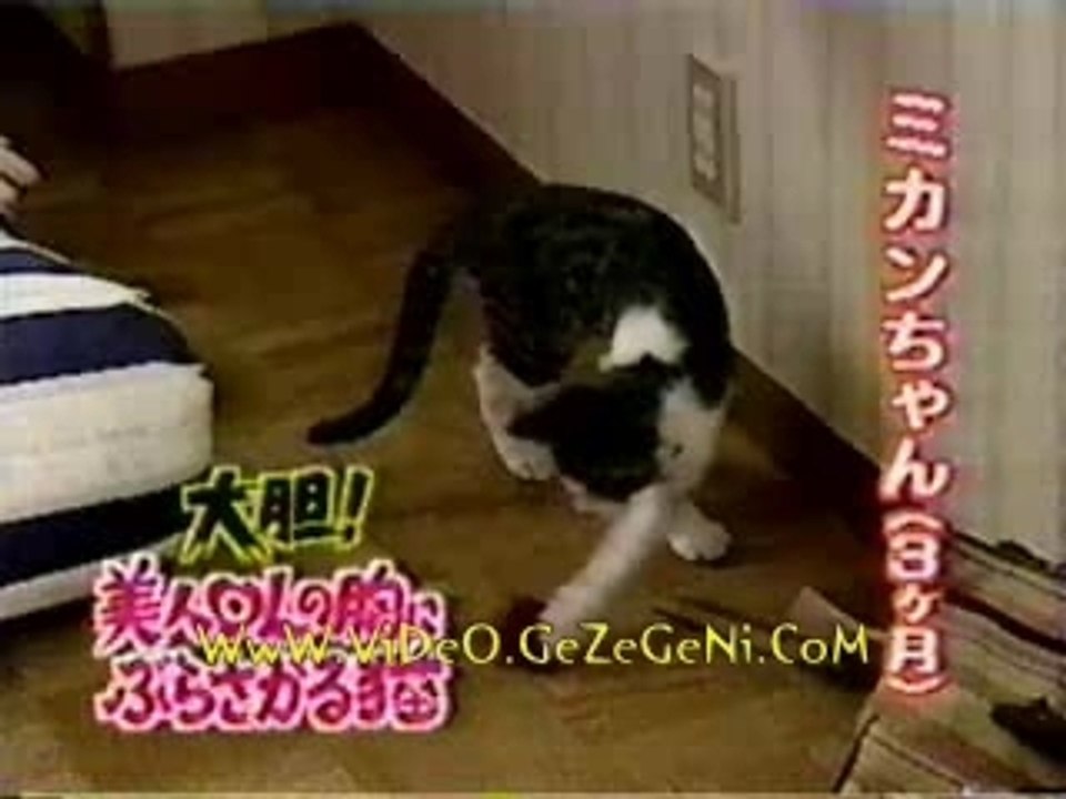 cat food
