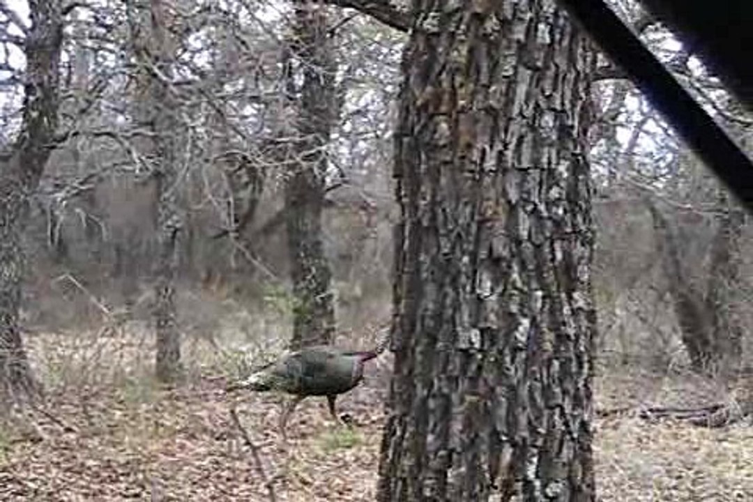 Unbelievable Turkey arrow miss