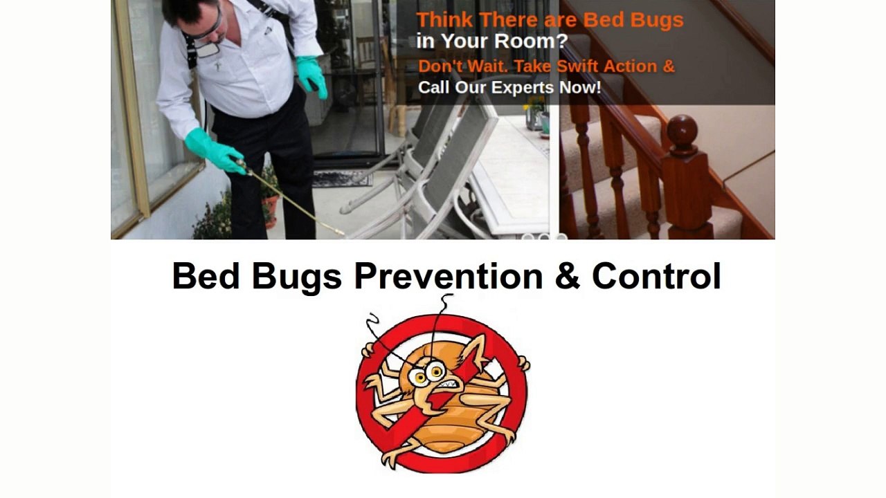 Bed Bugs Prevention & Control - 911 Bed Bugs