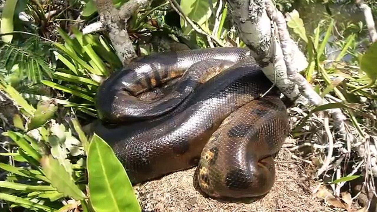 Giant Anaconda - Part 31