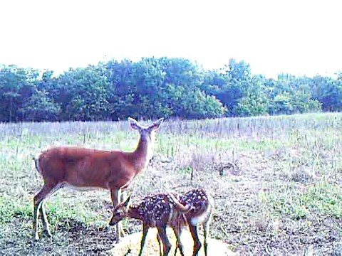Kansas Trail Cam - July 2010 - Video