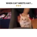 When cat meets christmas hat !  Funny Videos 2016