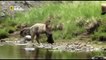 Documentaire Animalier de La louve de Yellowstone de Vida Salvaje de los Animales Documental HD - 2016