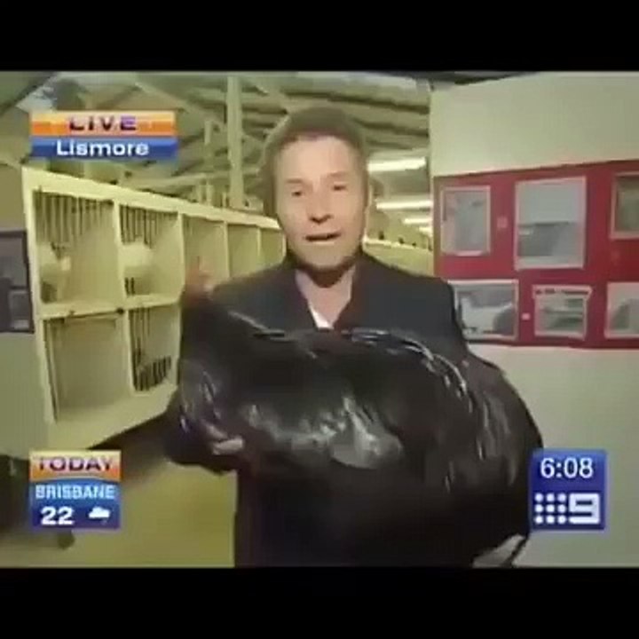 Anchor vs Rooster 5 Seconds to Glory