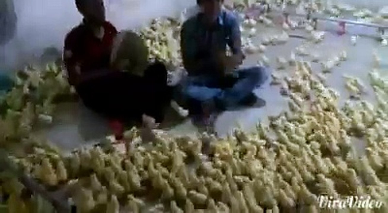 الدحّية من نوع آخر