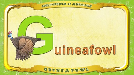 Multipedia of Animals. Letter G Guineafowl