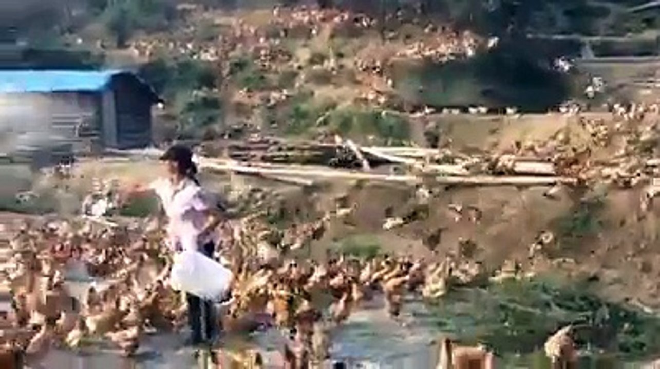 Amazing Hen