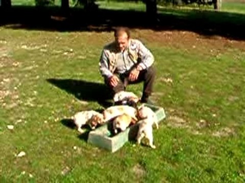 CHIOTS EPAGNEUL BRETON