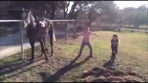 Dancing horse - Le cheval qui danse