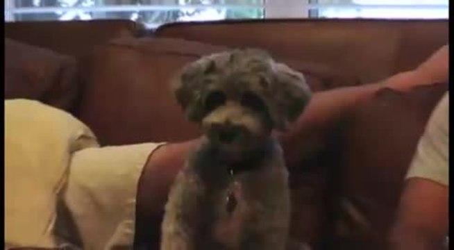 2012 CWB Otis Dog Vest